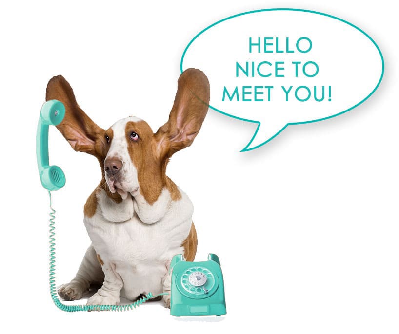 contact-us-basset-hound contact-us-basset-hound