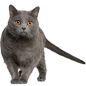 gray-cat-contact gray-cat-contact
