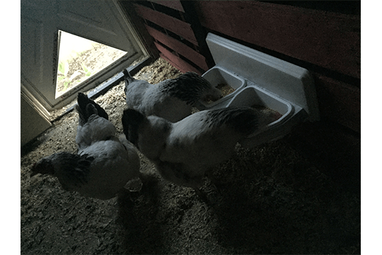 Chickens(resized)